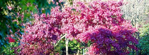 Blossom in a tree